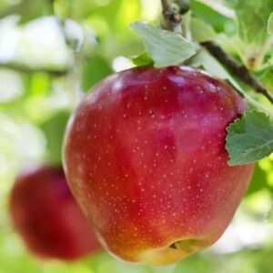 An apple grows on an Ontario apple tree.