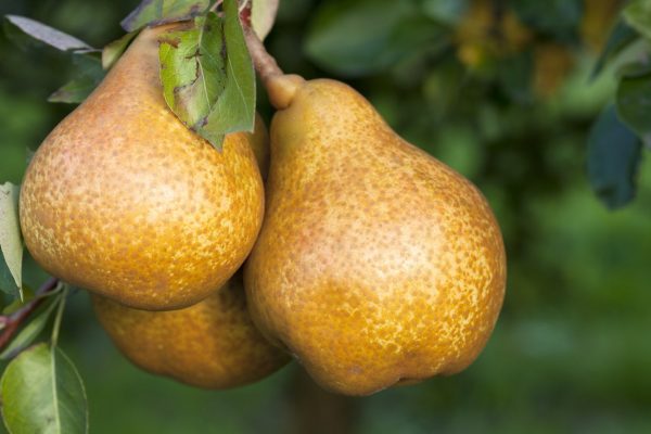 pear combination tree