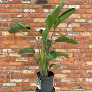 White Bird of Paradise tropical plant in a 10 inch pot on brick background