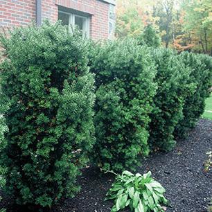 Yew Upright 3gal &#8211; choose from Hicks or Hills Yews