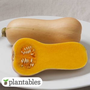 Butternut Squash product image