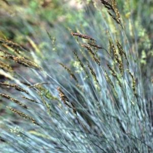 Ornamental Grass - Blue Fescue
