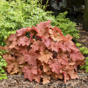 perennial heuchera peachberry
