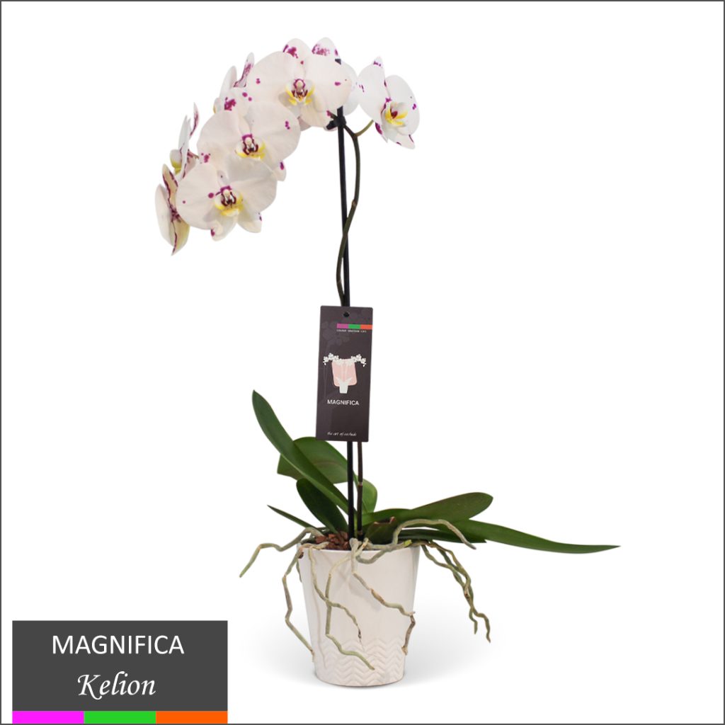 Magnifica Orchid - Single Spike in Ceramic Pot - TERRA Greenhouses