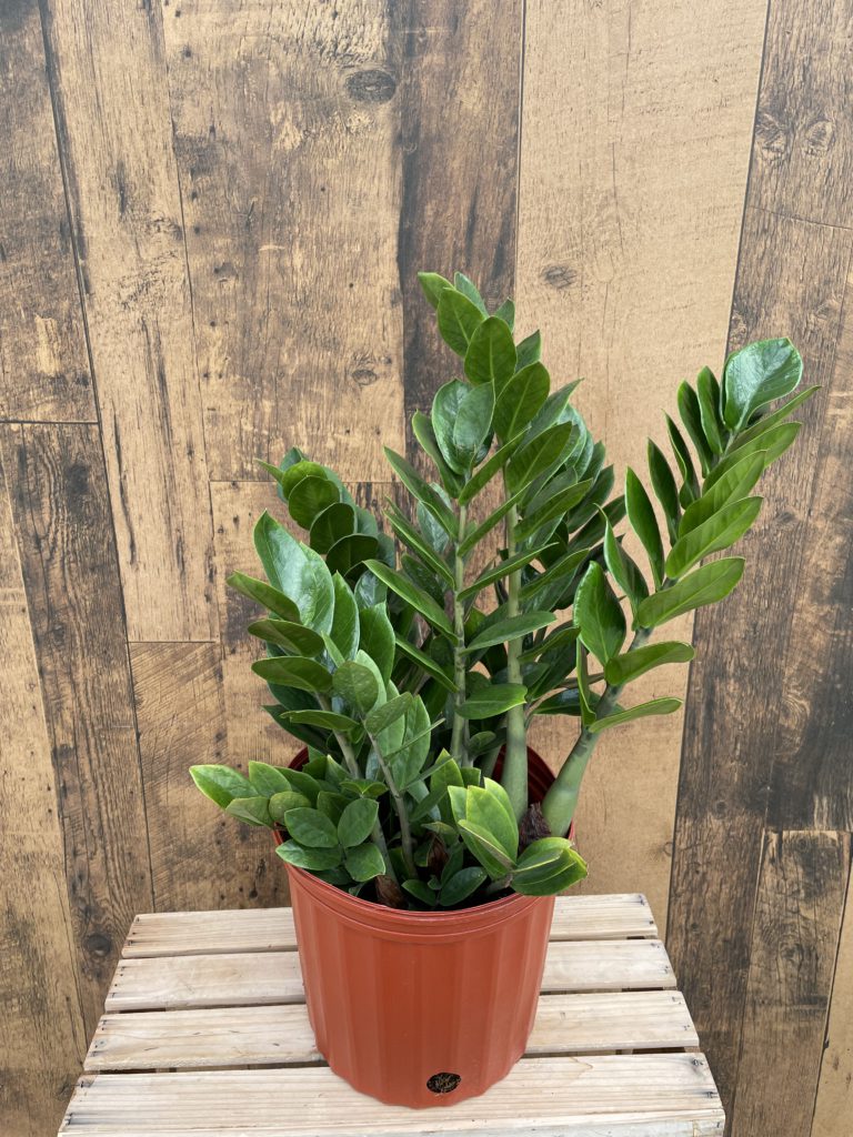 ZZ Plant (multiple sizes available) TERRA Greenhouses