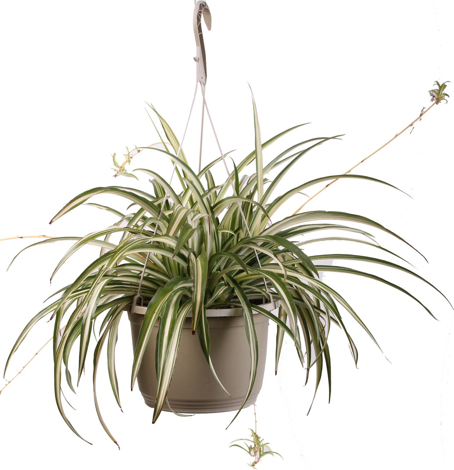 Spider Plant Hanging Basket