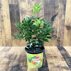 Cocktail Bush (1 gal pot)