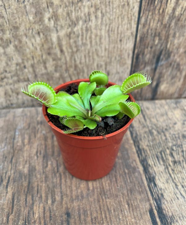 Venus Fly Trap 2.25 Inches 2022