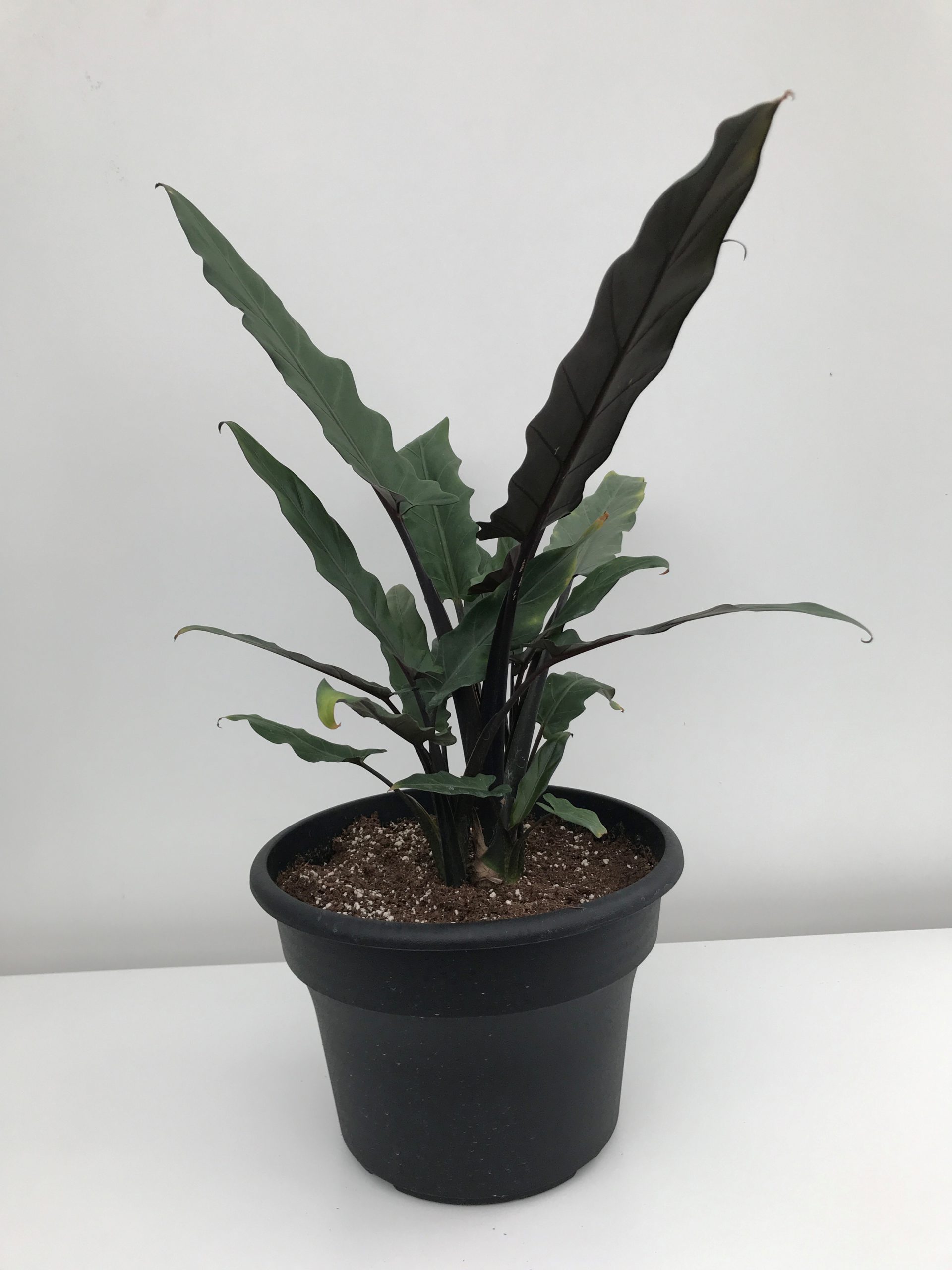 10" Alocasia Lauterbachiana (Purple Sword) - TERRA Greenhouses