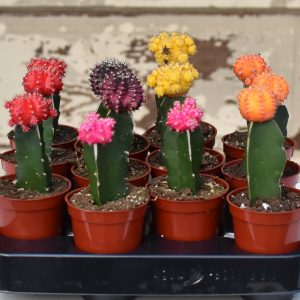 moon cactus product image