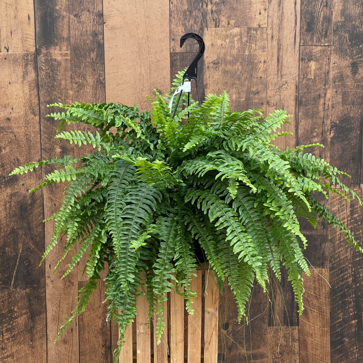 Fern Boston 45cm main image 0