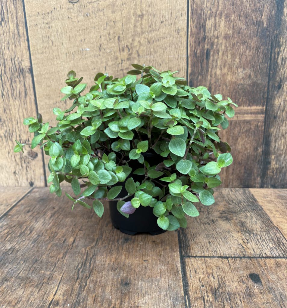 Turtle Vine (4" pot) TERRA Greenhouses