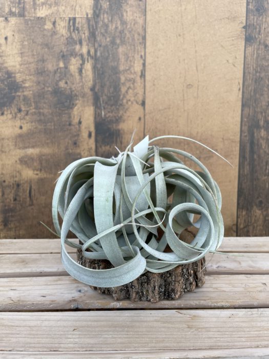 Xerographica Air Plant (multiple sizes available)