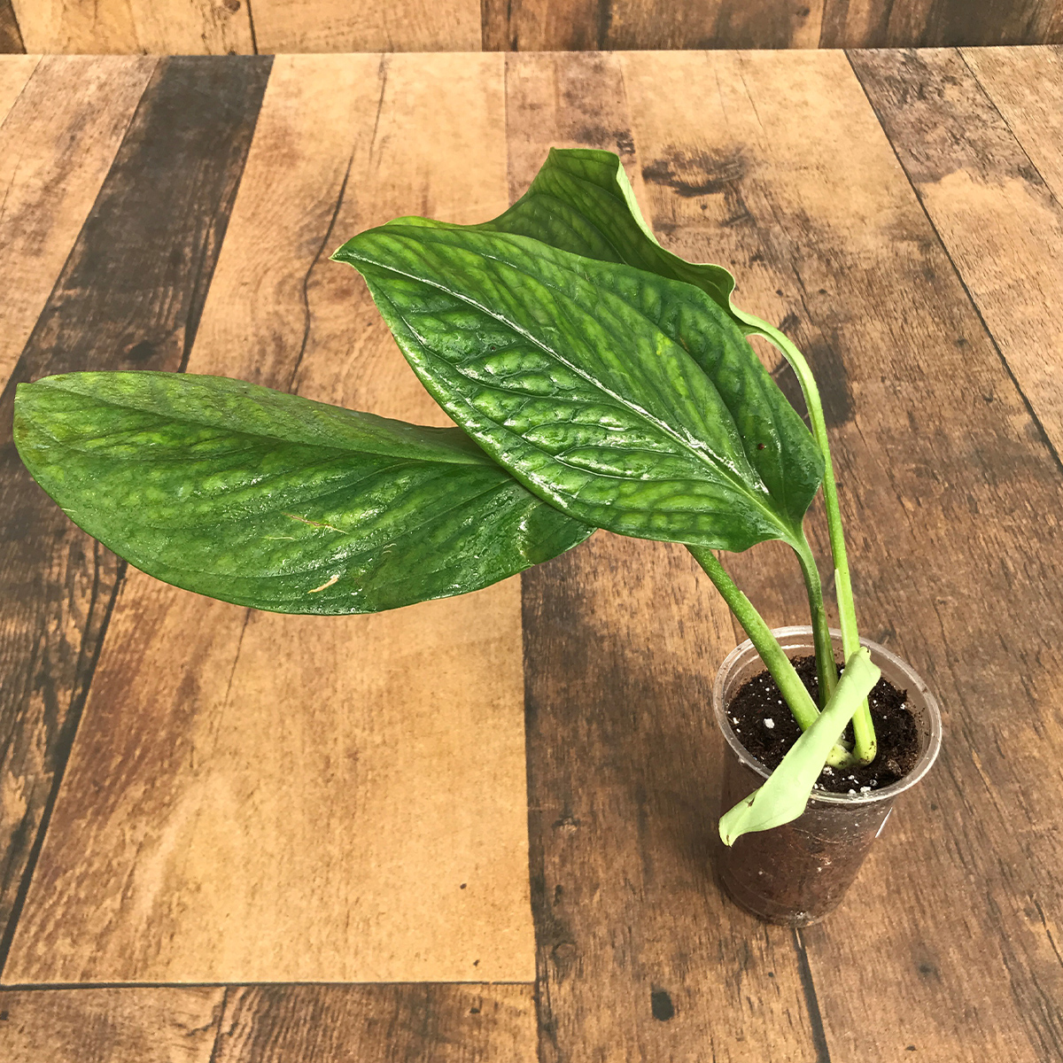 Monstera Pinnatipartita (4 Leaves) - Terra Greenhouses