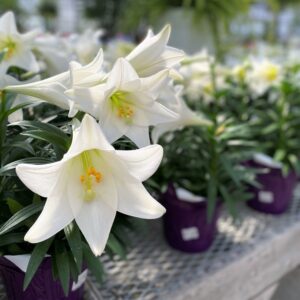 Beautiful Easter lily in bloom