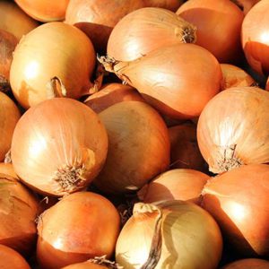 spanish onion bulbs