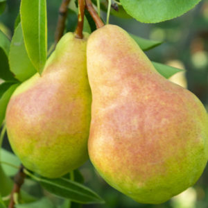 flemish beauty pear tree