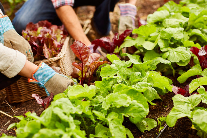 Lettuce &#8211; Growers Choice (4&#8243; pot)