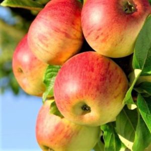 honeycrisp apple tree