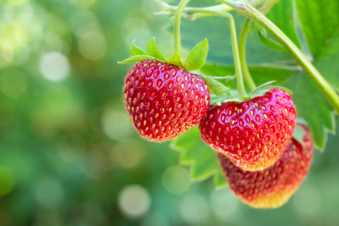 Strawberry (4&#8243; pot)
