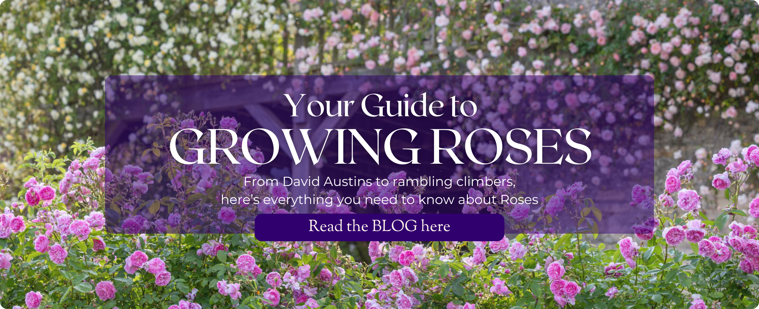 Your Guide To Growing Roses