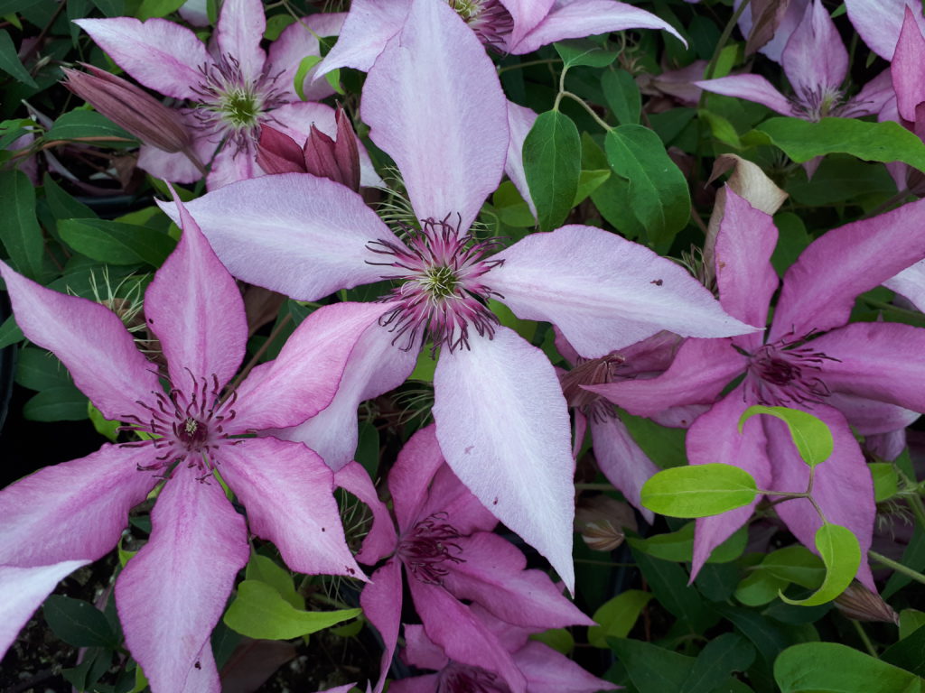 Raymond Evison Clematis Giselle 2gal