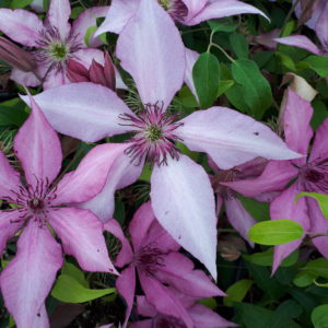 Raymond Evison Clematis Giselle 2gal