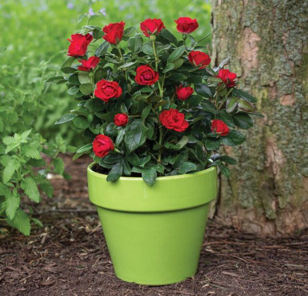 petit knock out rose sits under a tree in a decorative green pot.