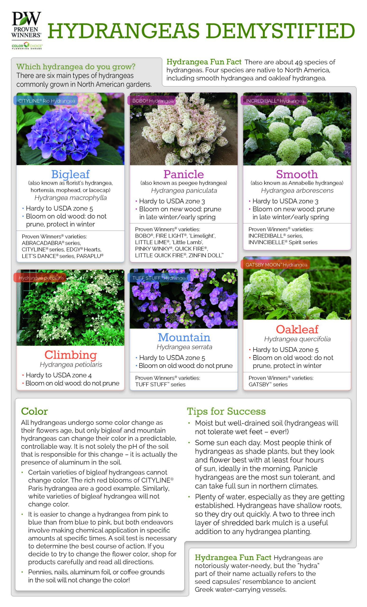 Growing Hydrangeas - A Guide For Gardeners - TERRA Greenhouses