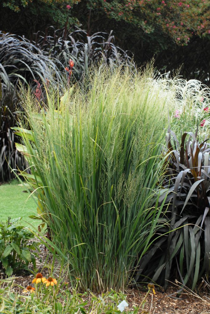Panicum Northwind ornamental grass