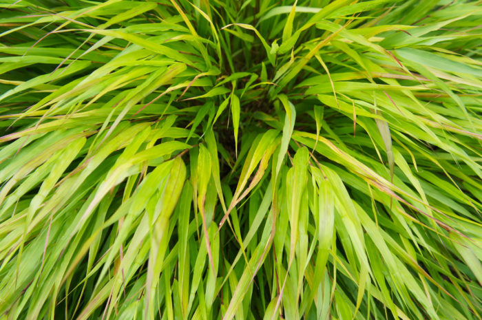 Ornamental Grass Hakonechloa All Gold 1gal