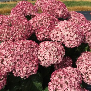 Proven Winners Hydrangea Incrediball Blush 2gal