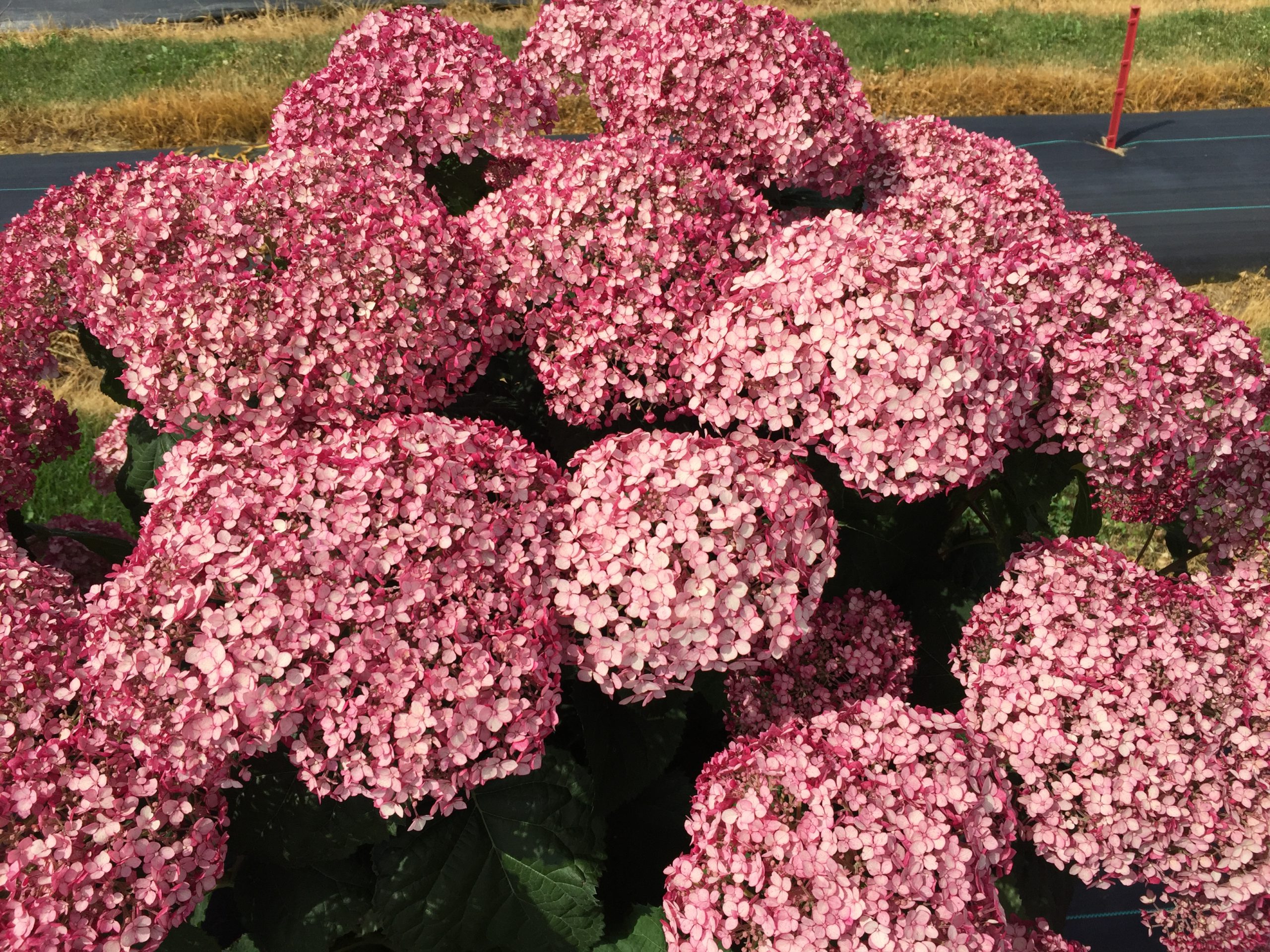 Proven Winners Hydrangea Incrediball Blush 2gal