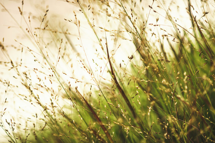 Your Guide To Ornamental Grasses