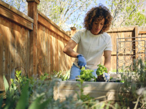 A young woman kneels in a fenced yard, planting basil plants into a wooden raised garden bed.