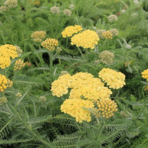 Achillea - Yarrow 2gal