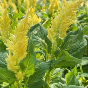 Celosia (4" pot) - Growers Choice