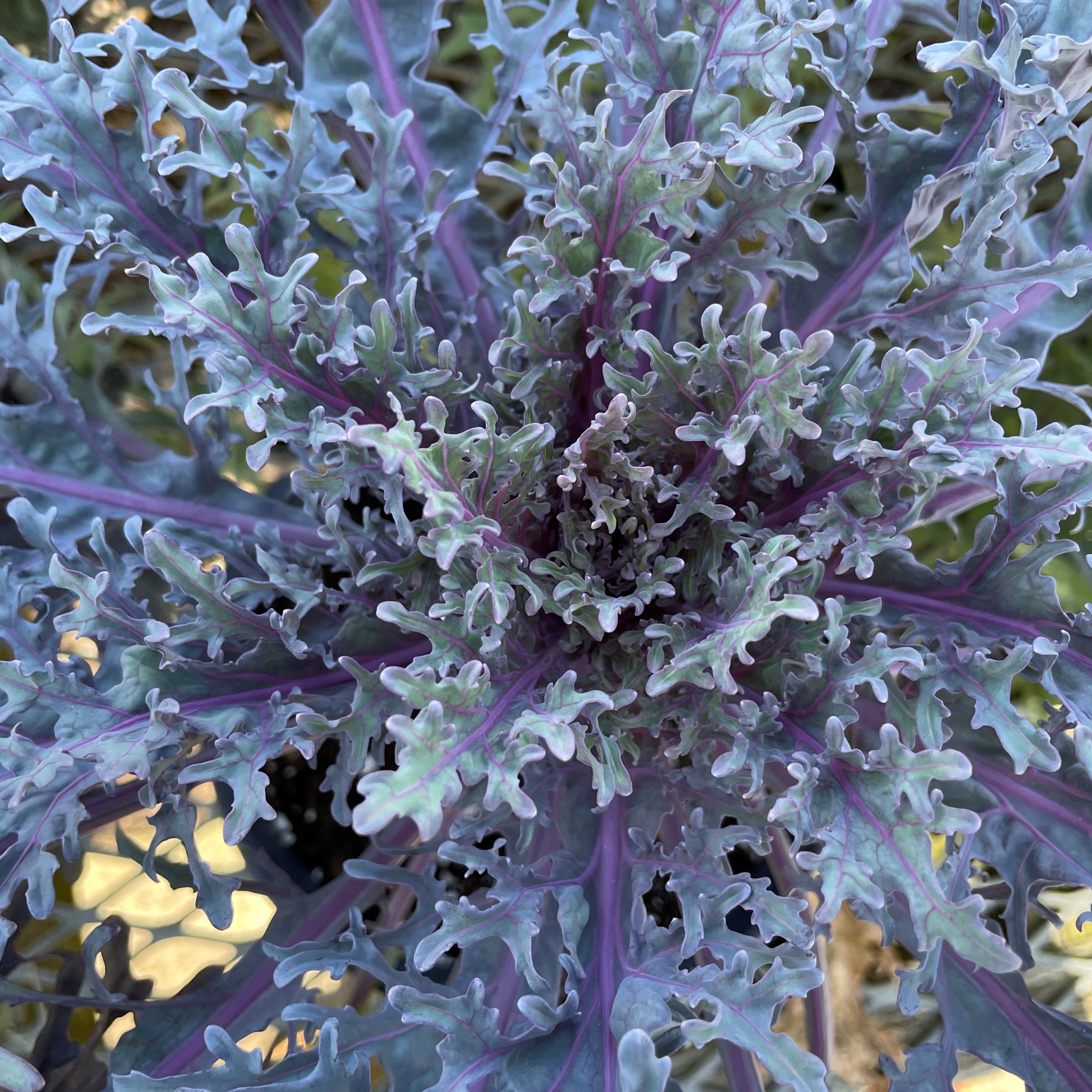Ornamental Kale (6" pot) SAVE! 3 for $24