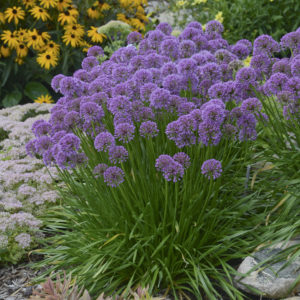 Allium Millenium 1gal