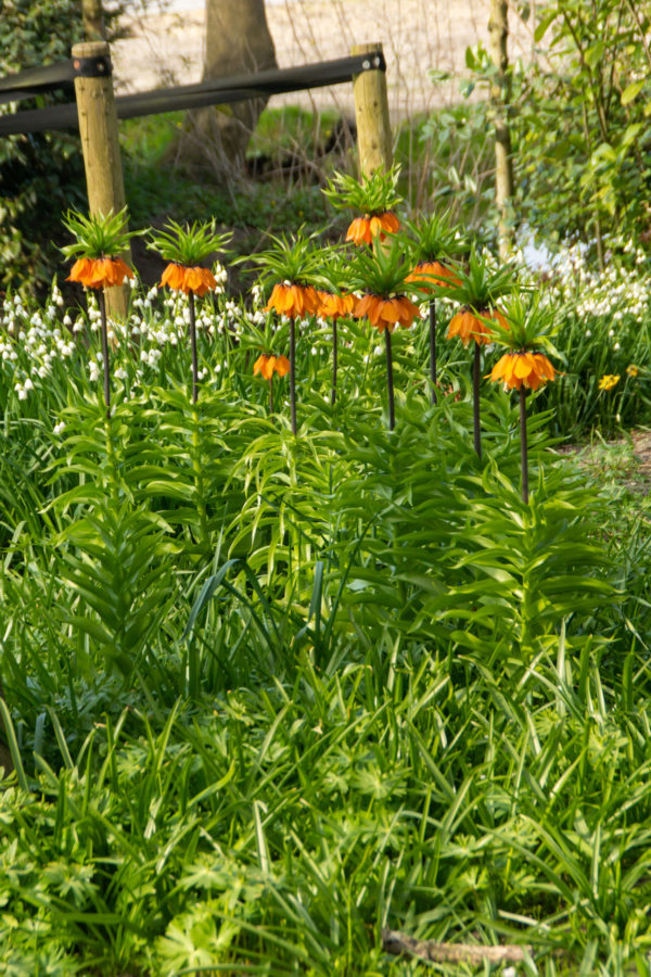 Fritillaria - Rubra Maxima