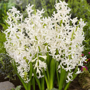Hyacinth - Aiolos white