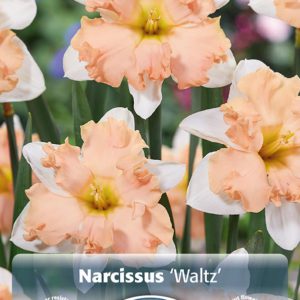 Daffodil - Waltz NEW Narcissus