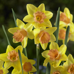 Daffodil - Blushing Lady Narcissus