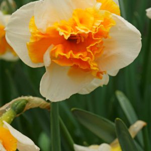 Daffodil - Love Call Narcissus