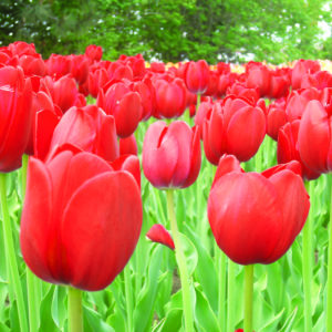 Tulip - Red Emperor