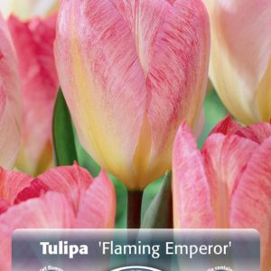 Tulip - Flaming Emperor