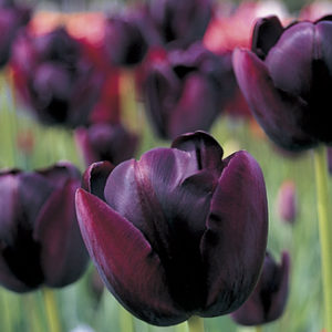 Tulip - Queen of Night