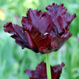 Tulip - Black Parrot