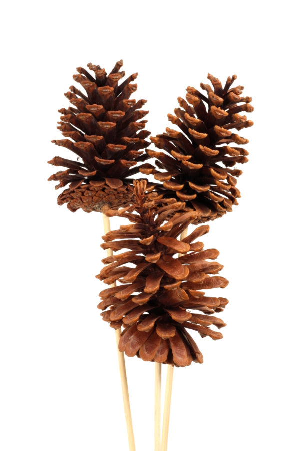 Pinecone on stick - large - natural - 3pack