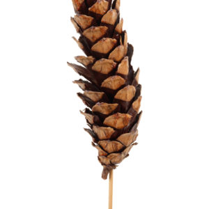 Pinecone on stick - Strobus - Natural - 3pack